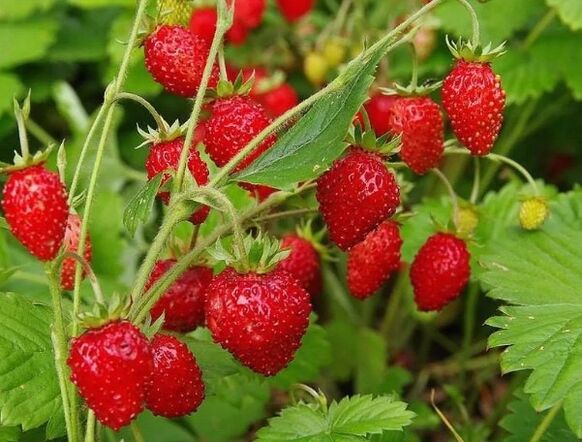 Frutas de morango