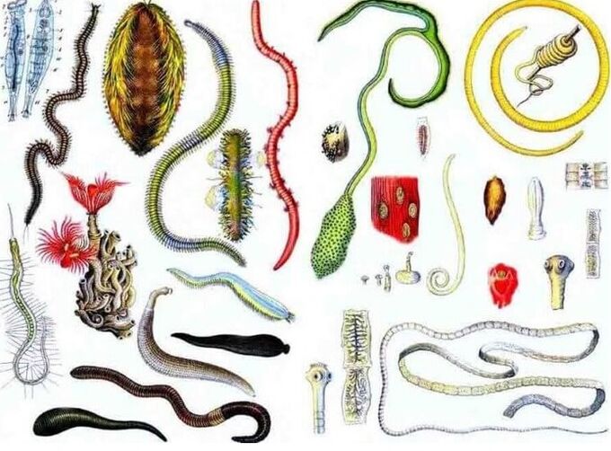 Tipos de parasitas