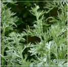 Wormwood de parasitas