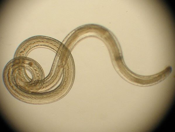 Trichinella como uma espécie de parasita humano