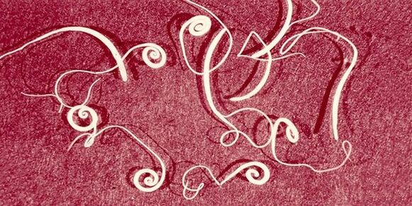 vermes do corpo humano