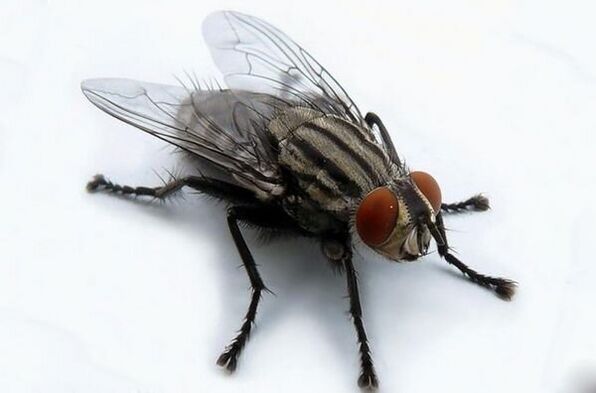 voar como portador de parasitas humanos