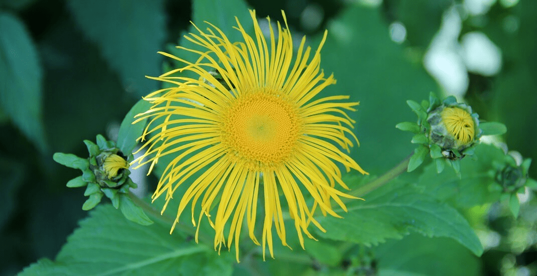 elecampane na luta contra parasitas