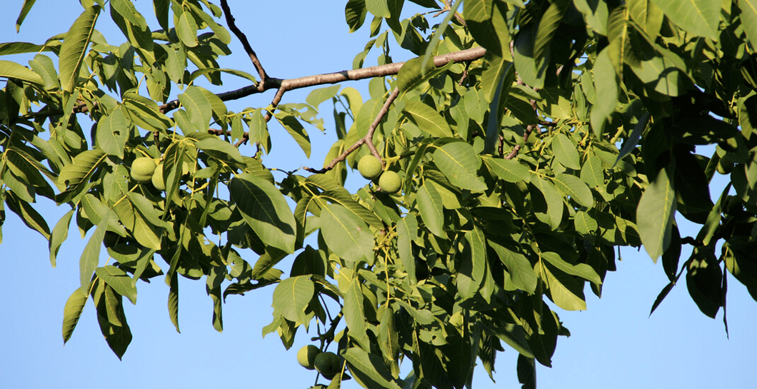 parasitas vivem em nozes