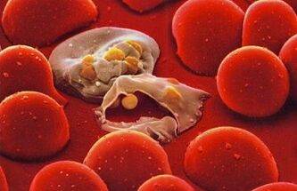 Plasmodium da malária no corpo humano